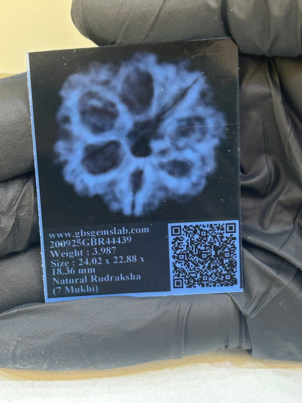Natural 7 Mukhi Nepali Rudraksha with Lab Certificate and X-Ray – (24.02mm)
