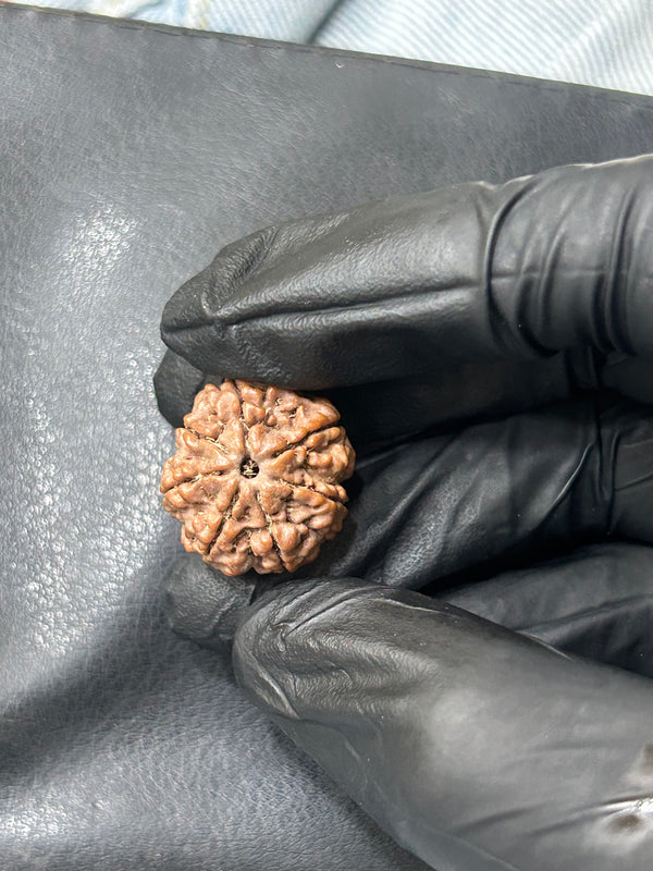 100% Natural 7 Mukhi Rudraksha (20 MM)