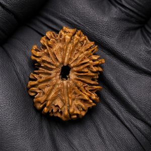 14 Mukhi Nepali Rudraksha with Lab Certificate – (30mm)