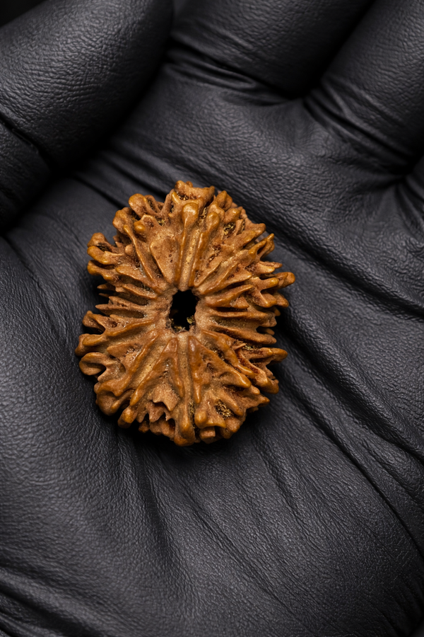 14 Mukhi Nepali Rudraksha with Lab Certificate – (30mm)