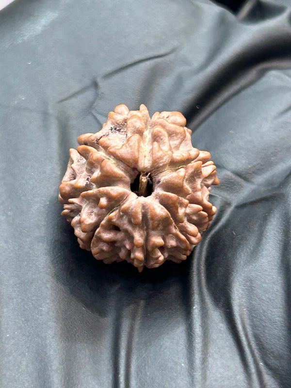 8 Mukhi Nepali Rudraksha with Lab Certificate – 20mm