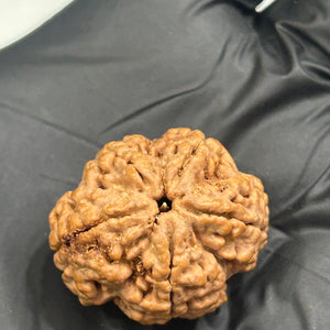 5 Mukhi Nepali Rudraksha with Lab Certificate – 25mm