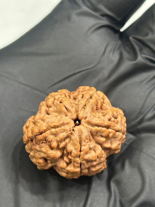5 Mukhi Nepali Rudraksha with Lab Certificate – 25mm