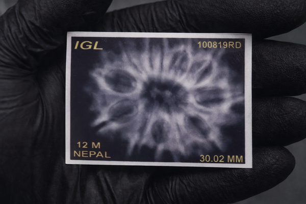 12 Mukhi Nepali Rudraksha with Lab Certificate & X-Ray – 30mm X-ray