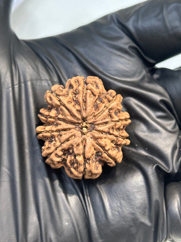 10 Mukhi Nepali Rudraksha with Lab Certificate – 28mm