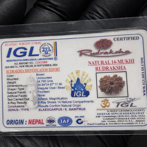 14 Mukhi Nepali Rudraksha with Lab Certificate – (30mm) IGL certificate