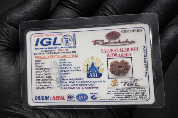 14 Mukhi Nepali Rudraksha with Lab Certificate – (30mm) IGL certificate