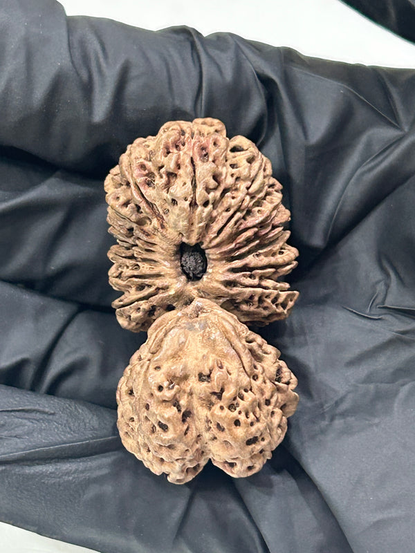 18 Mukhi Gauri Shankar Rudraksha with Lab Certificate – (42mm)