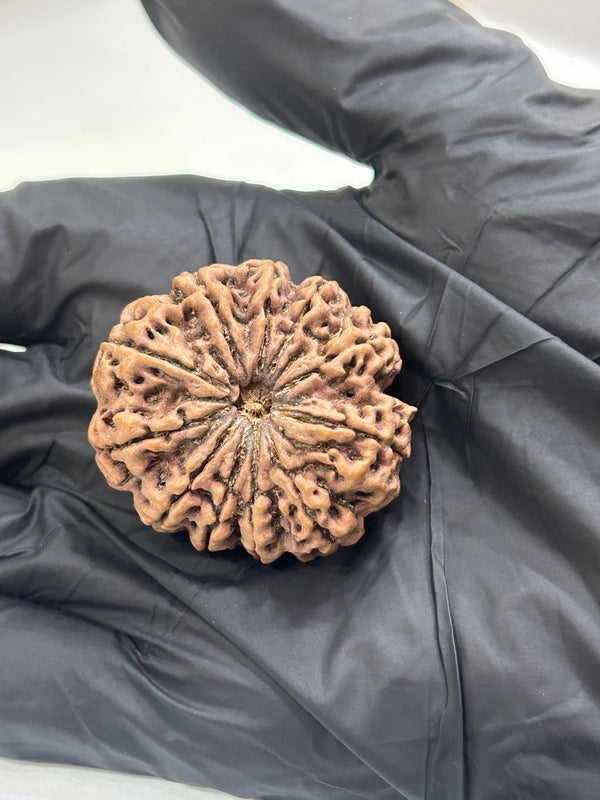 Natural 11 Mukhi Nepali Rudraksha (11 Seeds) with Lab Certificate – (36mm)