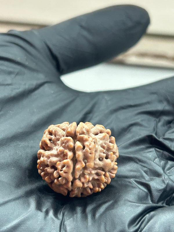 1 Mukhi Nepali Rudraksha with Lab Certificate & X-Ray – 22mm