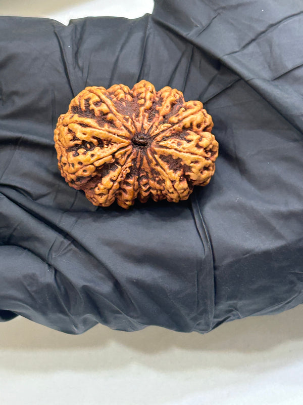 Natural 13 Mukhi Nepali Rudraksha with Lab Certificate – (36mm)