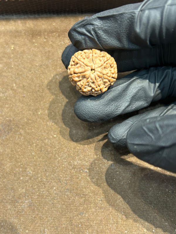 100% Natural 7 Mukhi Rudraksha (20 MM)