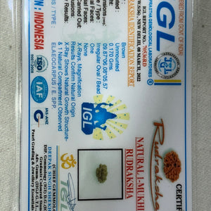 1 Mukhi Indonesia Rudraksha with Lab Certificate ( 9MM) IGL certificate