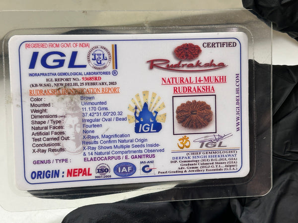14 Mukhi Nepali Rudraksha with Lab Certificate – (37mm)