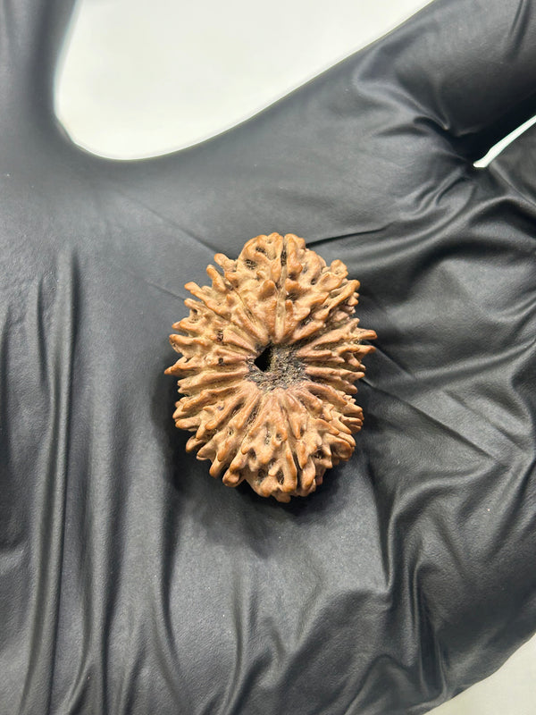 17 Mukhi Nepali Rudraksha with Lab Certificate – 29mm