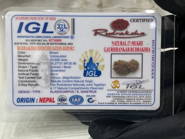 Natural 17 Mukhi Gauri Shankar Rudraksha with Lab Certificate – (35mm)