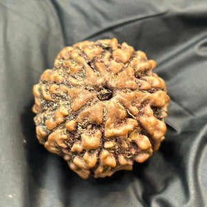 7 Mukhi Nepali Rudraksha with Lab Certificate – 21mm
