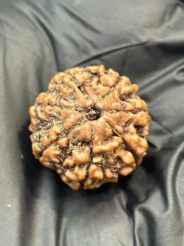 7 Mukhi Nepali Rudraksha with Lab Certificate – 21mm