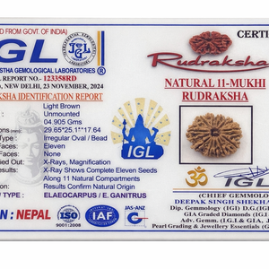 11 Mukhi Nepali Rudraksha with Lab Certificate & X-Ray – 29mm IGL certificate