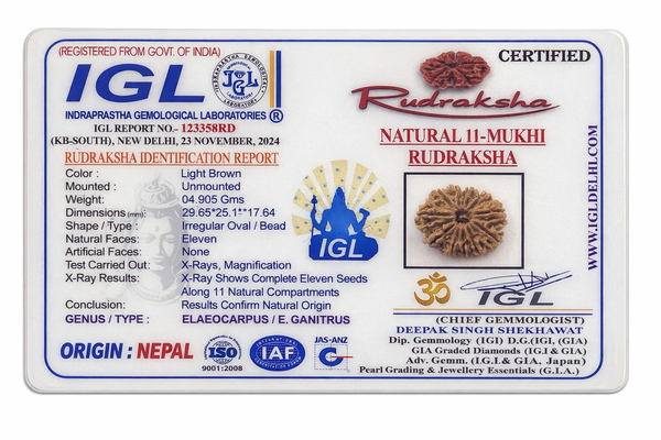 11 Mukhi Nepali Rudraksha with Lab Certificate & X-Ray – 29mm IGL certificate