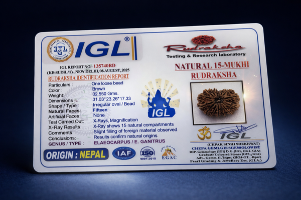 15 Mukhi Nepali Rudraksha with Lab Certificate & X-Ray – (31mm)