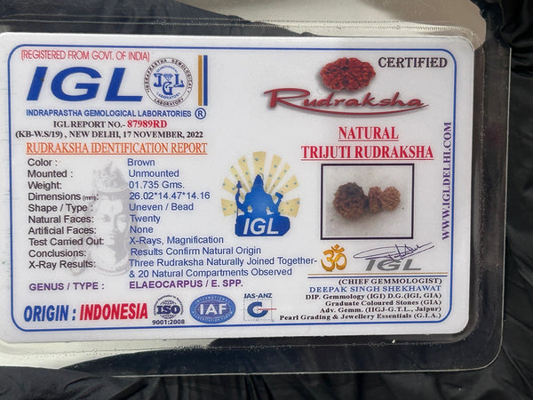 Natural Trijuti Indonesian Rudraksha with Lab Certificate and Xray – (26mm)