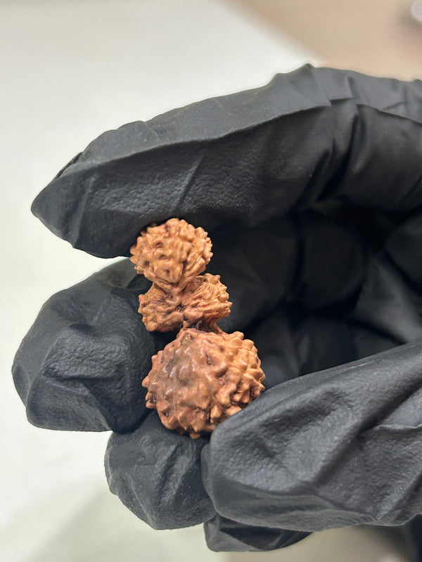 Natural Trijuti Indonesian Rudraksha with Lab Certificate and Xray – (26mm)