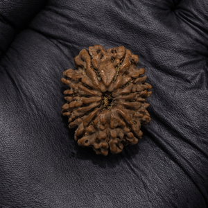 13 Mukhi Nepali Rudraksha with Lab Certificate & X-Ray– 30mm