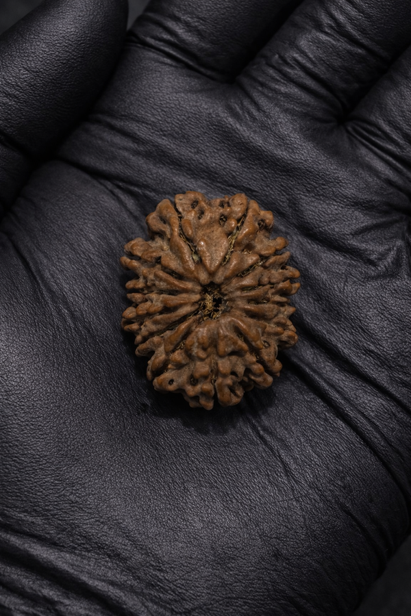 13 Mukhi Nepali Rudraksha with Lab Certificate & X-Ray– 30mm