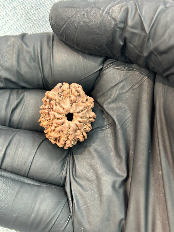100% Natural 10 Mukhi Rudraksha (21.9 MM | 3.02g)