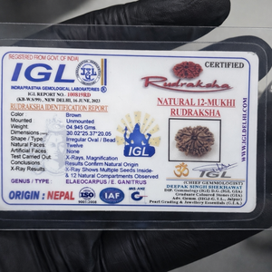 12 Mukhi Nepali Rudraksha with Lab Certificate & X-Ray – 30mm IGL certificate