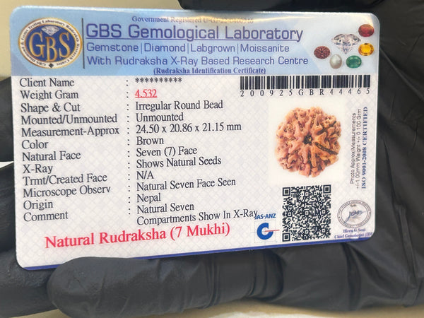 Natural 7 Mukhi Nepali Rudraksha with Lab Certificate and X-Ray – (24.50 mm)
