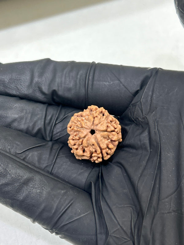 1 Mukhi Nepali Rudraksha with Lab Certificate & X-Ray – 21mm