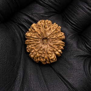 11 Mukhi Nepali Rudraksha with Lab Certificate & X-Ray – 29mm