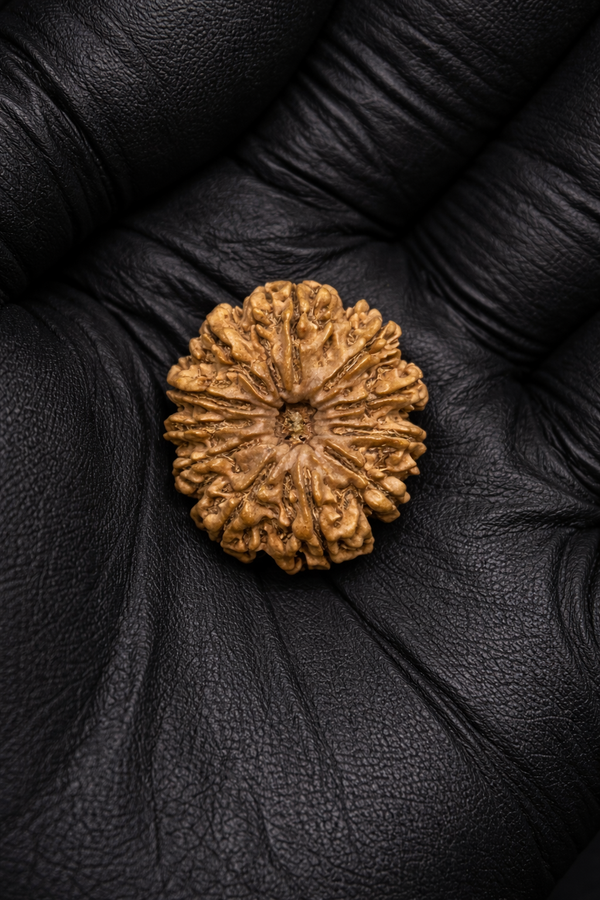 11 Mukhi Nepali Rudraksha with Lab Certificate & X-Ray – 29mm