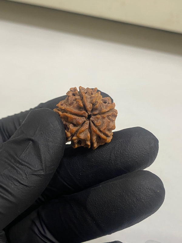 7 Mukhi Nepali Rudraksha (23 mm) with Lab certificate