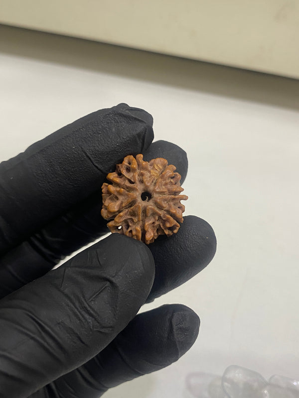 7 Mukhi Nepali Rudraksha (23 mm) with Lab certificate