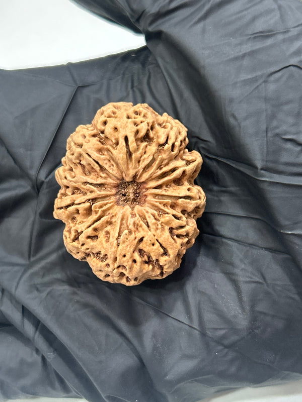 Natural 11 Mukhi Rudraksha (11 Seeds) with Lab Certificate and Xray – (35mm)