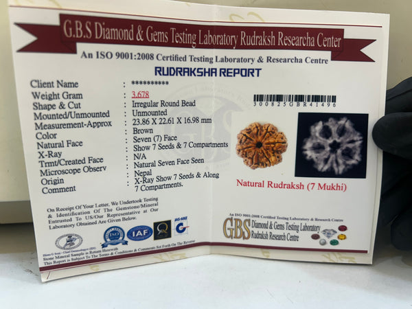 Natural 7 Mukhi Nepali Rudraksha (7 Seeds) with Lab Certificate and X-Ray – (23.86 mm)