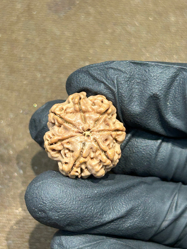 100% Natural 7 Mukhi Rudraksha (20 MM)
