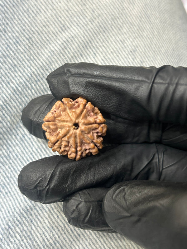 100% Natural 7 Mukhi Rudraksha (20 MM)