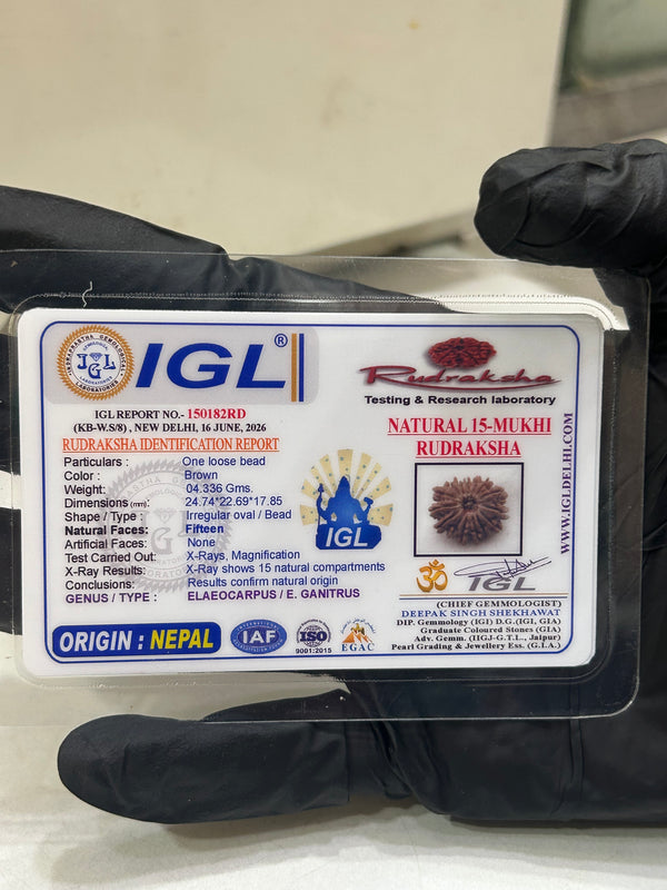 15 Mukhi Nepali Rudraksha (24mm) with X-Ray & Lab Certificate
