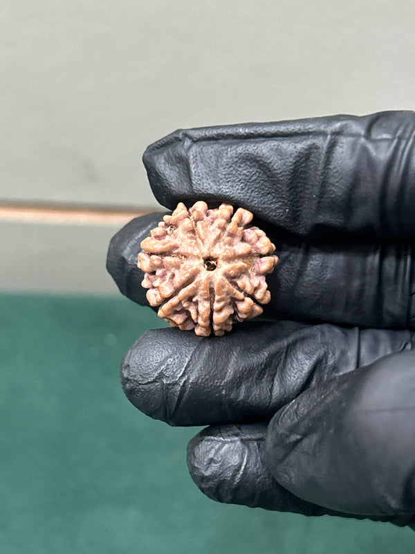 100% Natural 7 Mukhi Rudraksha (20 MM)