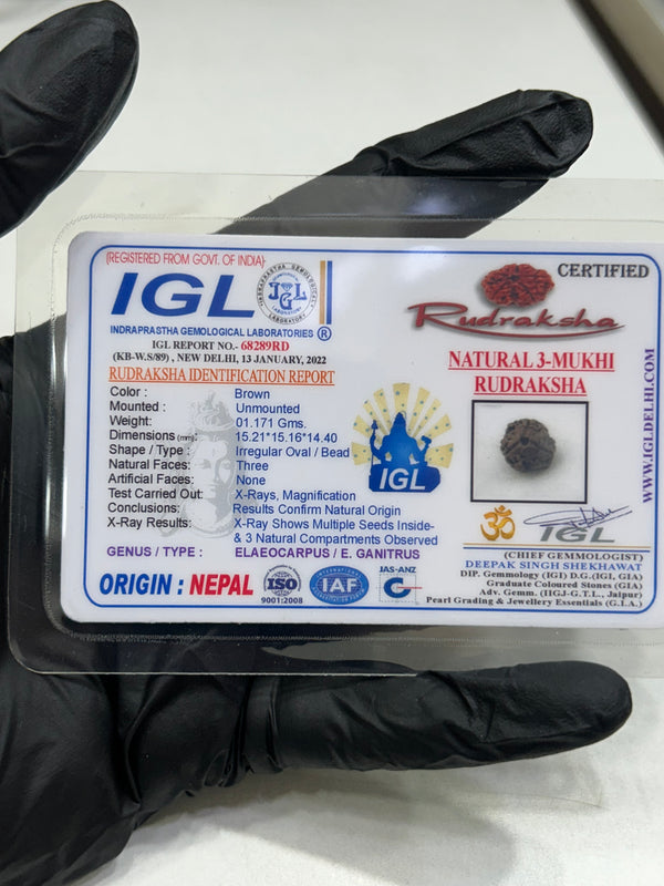 3 Mukhi Nepali Rudraksha with Lab Certificate – 15mm IGL certificate