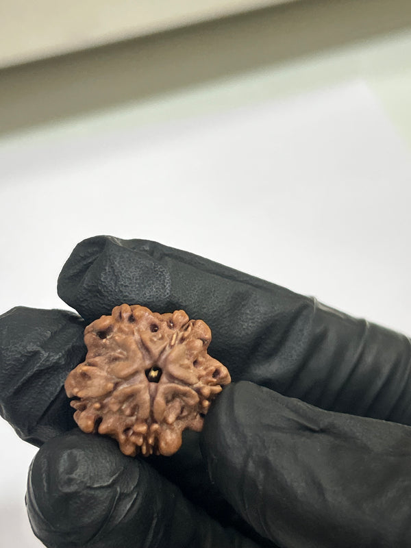 1 Mukhi Nepali Rudraksha with Lab Certificate – 20mm