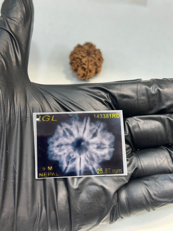 9 Mukhi Nepali Rudraksha with Lab Certificate & X-Ray – 25mm