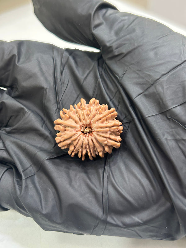 15 Mukhi Nepali Rudraksha (24mm) with X-Ray & Lab Certificate