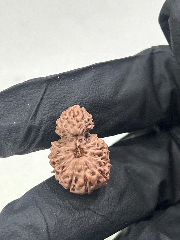 Natural 17 Mukhi Garbh Gauri Rudraksha with Lab Certificate – (18mm)