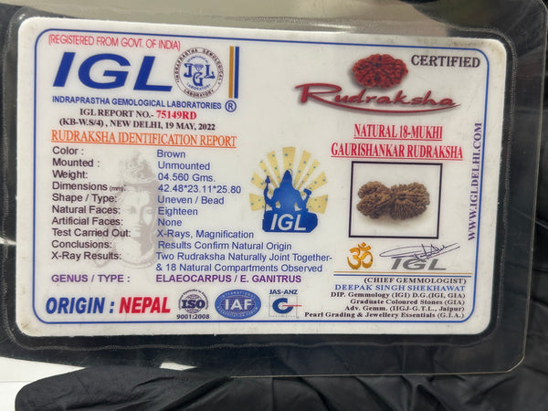 18 Mukhi Gauri Shankar Rudraksha with Lab Certificate – (42mm)