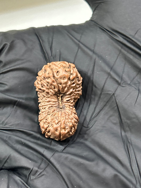 Natural 21 Mukhi Indonesian Rudraksha with Lab Certificate and Xray – (28mm)